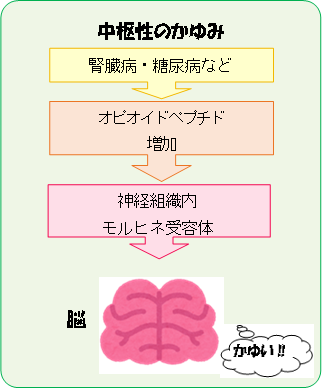 中枢性痒み.png